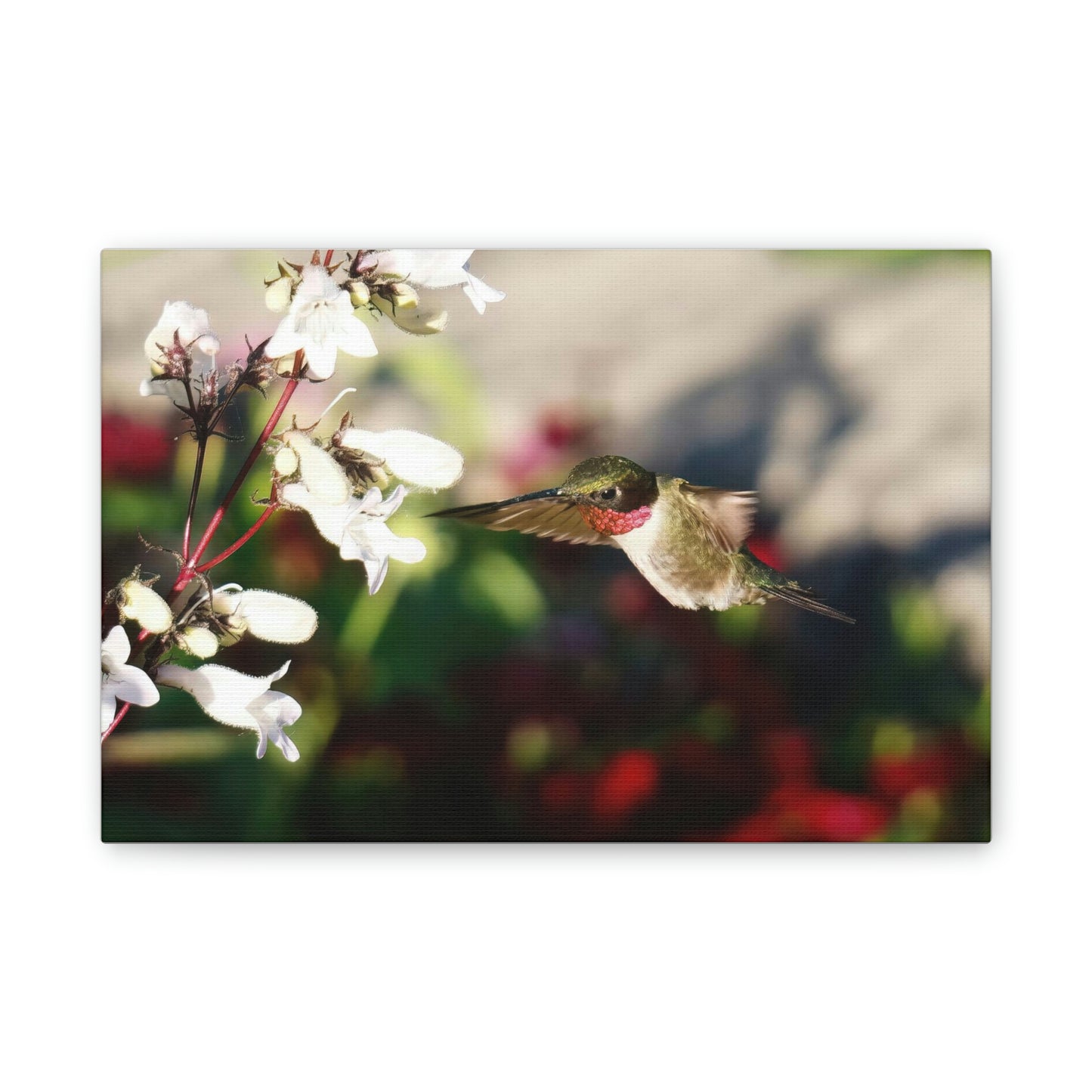 Hummingbird True Ruby Canvas Stretched, 0.75"