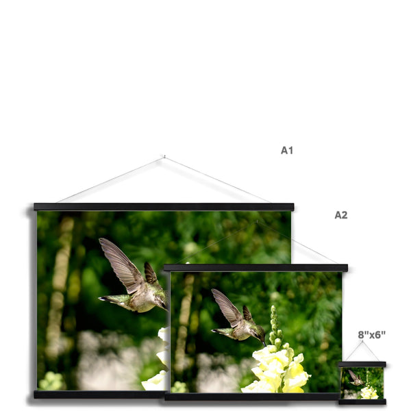 Snappy Light Hummingbirds Fine Art Print with Hanger