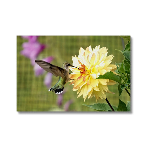 Flower Flame Hummingbird Canvas