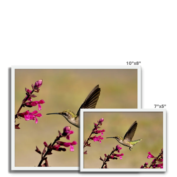 Hummingbird Dart Photography Framed Photo Tile