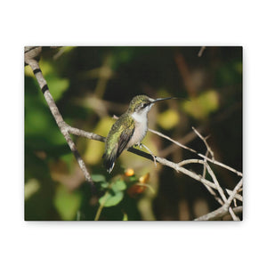 Tasting the Air Hummingbird Canvas Stretched, 0.75"