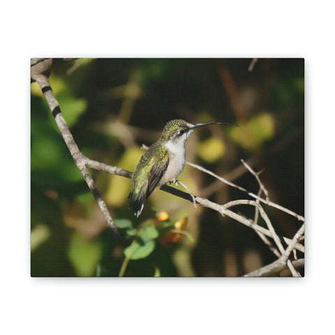 Tasting the Air Hummingbird Canvas Stretched, 0.75"
