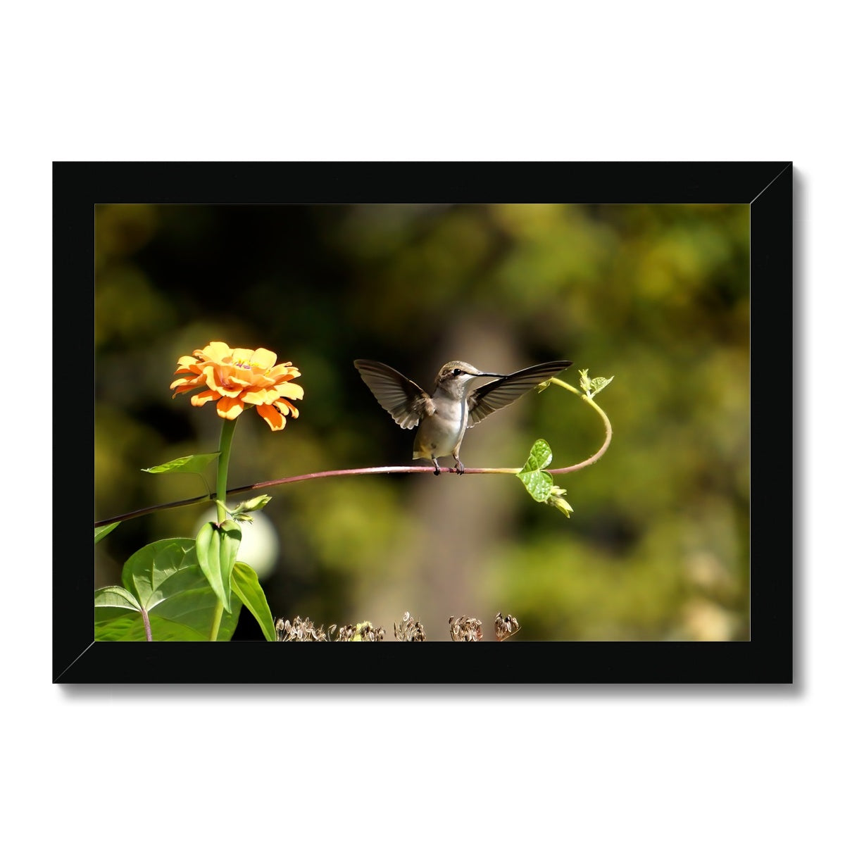 Hummingbird Stretch Framed Print