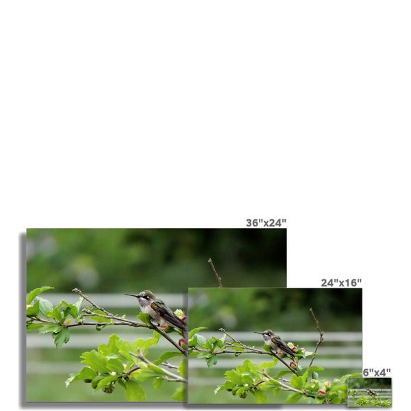 Hummingbird Buds Rolled Eco Canvas