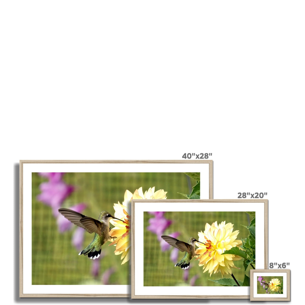 Flower Flame Hummingbird Framed & Mounted Print