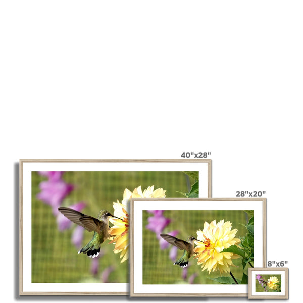 Flower Flame Hummingbird Framed & Mounted Print