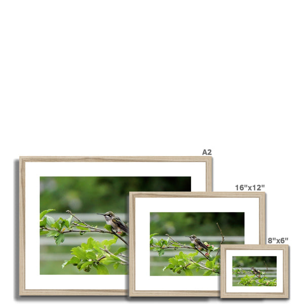 Hummingbird Buds Framed & Mounted Print