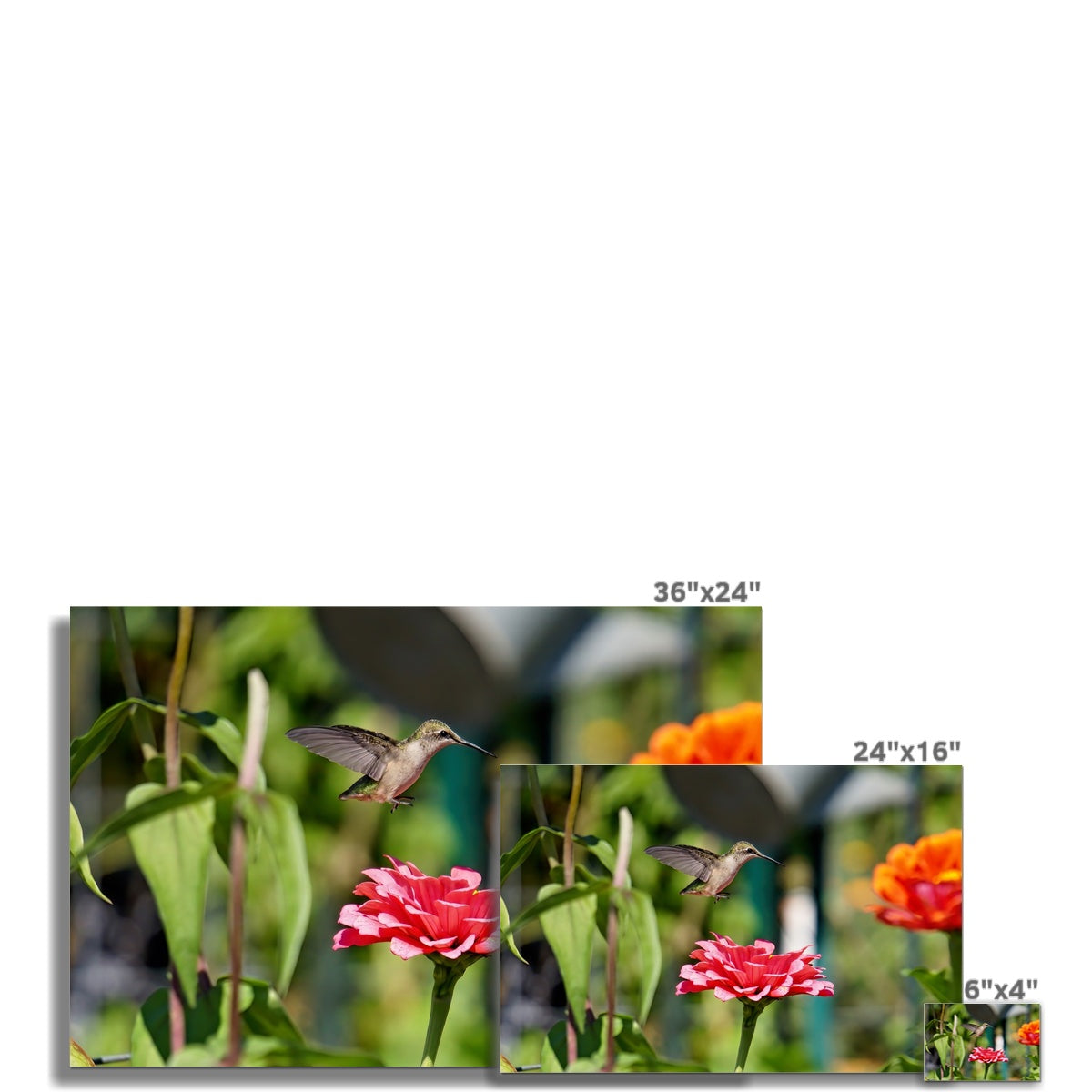 Hummingbird Hop Rolled Canvas