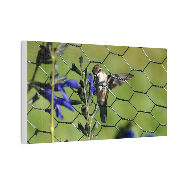 Fence Feeder Hummingbird Canvas Stretched, 0.75"