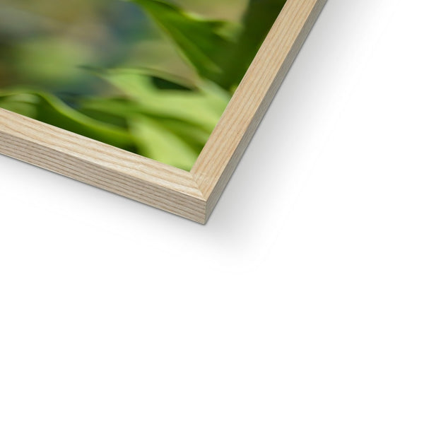 Hummingbird Hop Framed Print