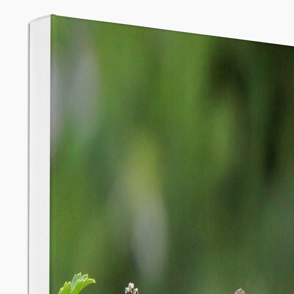 Hummingbird Buds Eco Canvas