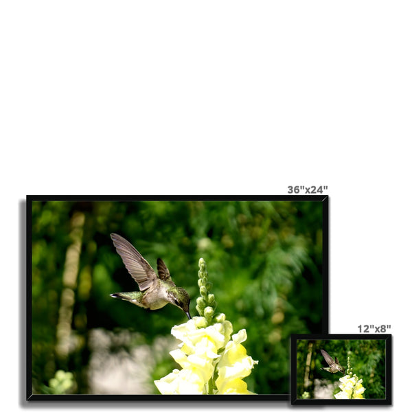 Snappy Light Hummingbirds Framed Print