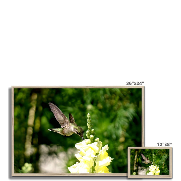 Snappy Light Hummingbirds Framed Print