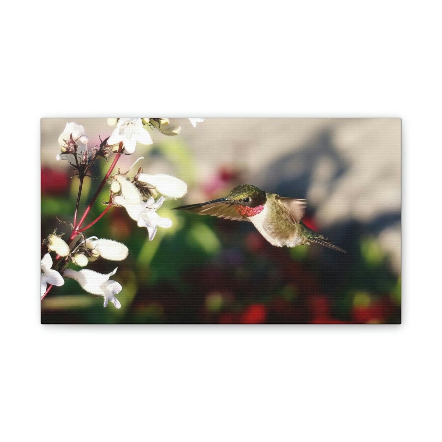 Hummingbird True Ruby Canvas Stretched, 0.75"