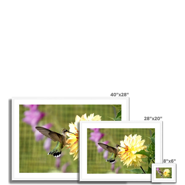 Flower Flame Hummingbird Framed & Mounted Print