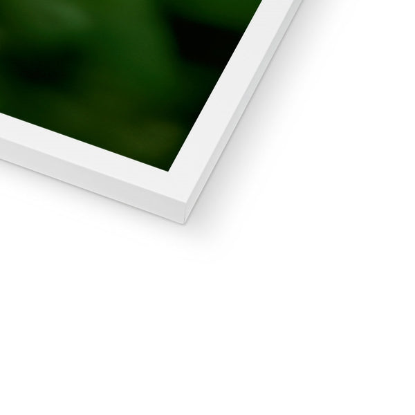 Snappy Light Hummingbirds Framed Print