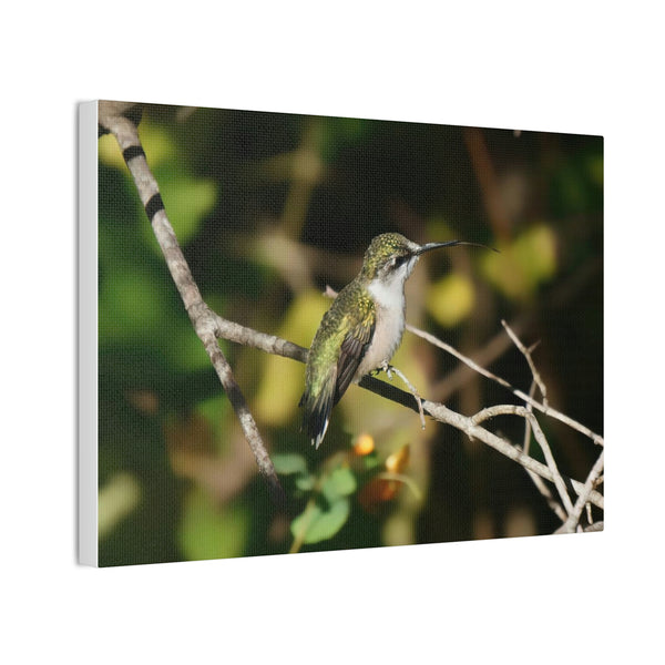 Tasting the Air Hummingbird Canvas Stretched, 0.75"