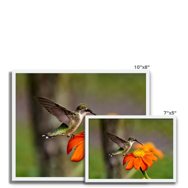 Hummingbird Orange Flower Framed Photo Tile