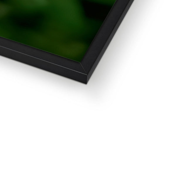 Snappy Light Hummingbirds Framed Print