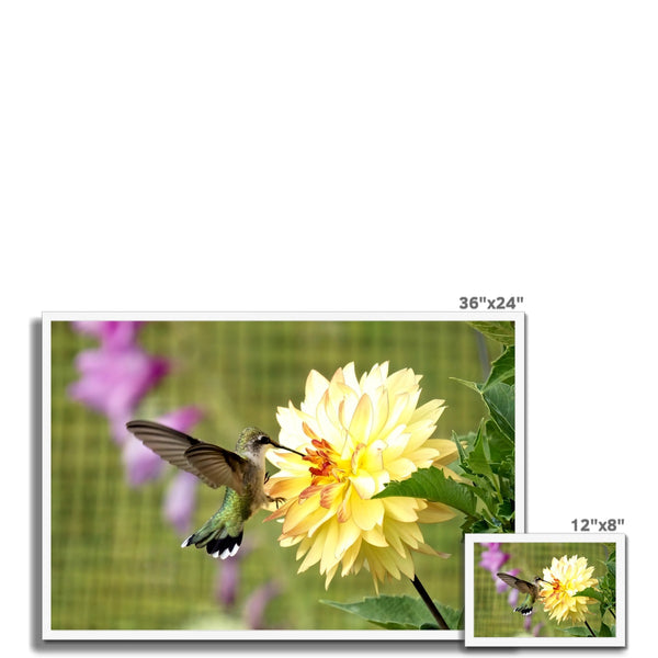 Flower Flame Hummingbird Framed Print