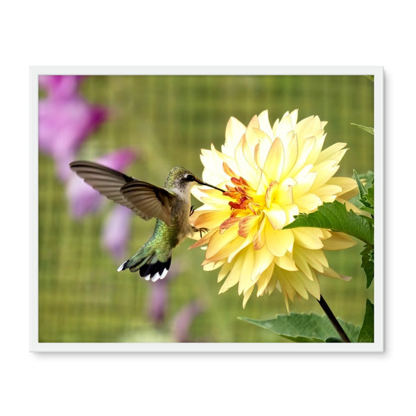Flower Flame Hummingbird Framed Photo Tile