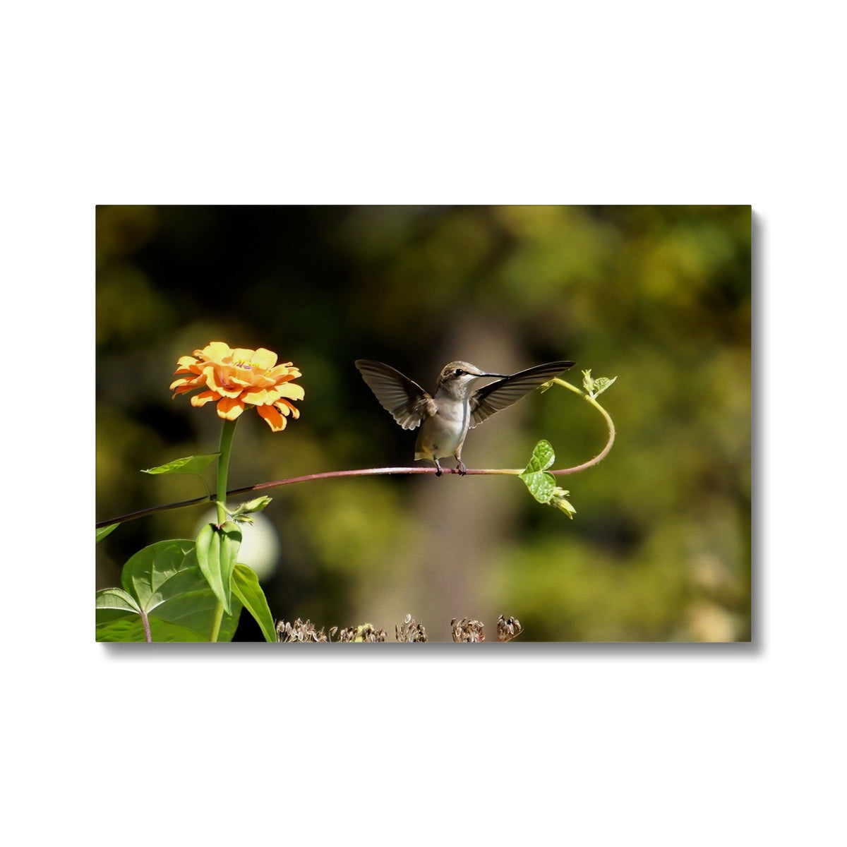 Hummingbird Stretch Canvas