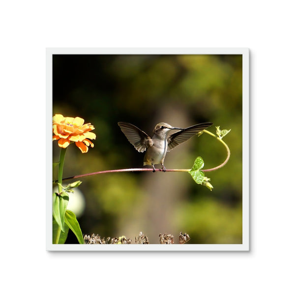 Hummingbird Stretch Framed Photo Tile