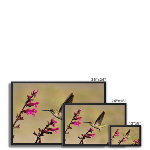 Hummingbird Dart Photography Framed Canvas