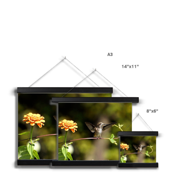 Hummingbird Stretch Fine Art Print with Hanger