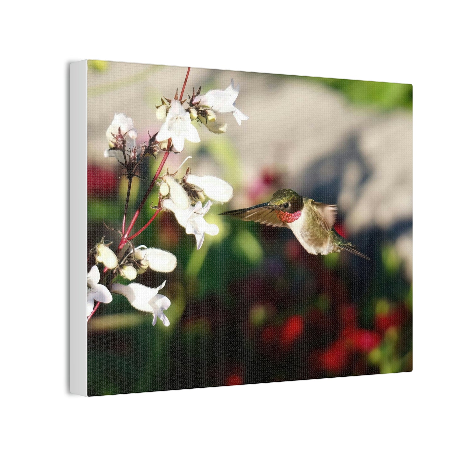 Hummingbird True Ruby Canvas Stretched, 0.75"