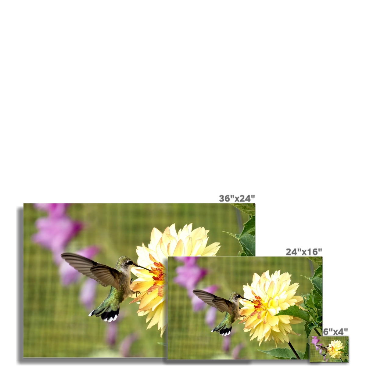 Flower Flame Hummingbird Fine Art Print
