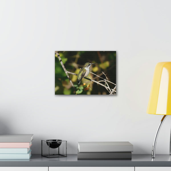 Tasting the Air Hummingbird Canvas Stretched, 0.75"