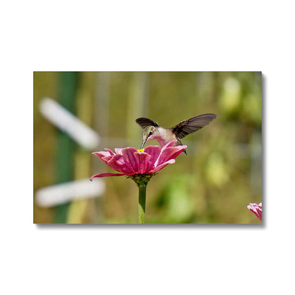 Hummingbird Hug Canvas