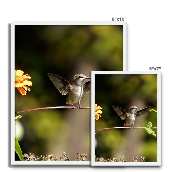 Hummingbird Stretch Framed Photo Tile