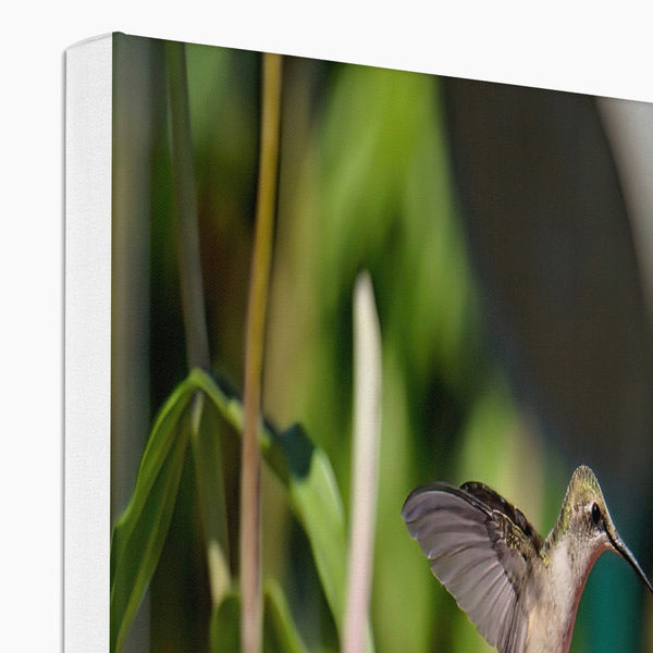 Hummingbird Hop Canvas