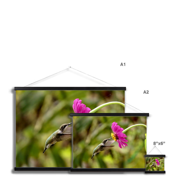 Hummingbird Looking Up Photography Fine Art Print with Hanger