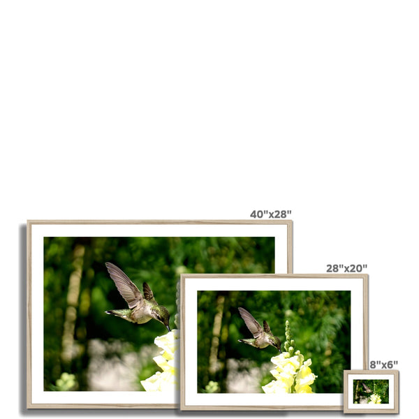 Snappy Light Hummingbirds Framed & Mounted Print