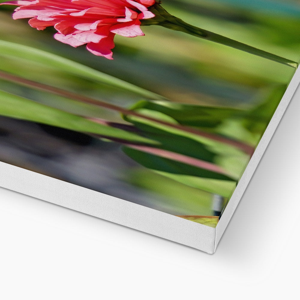 Hummingbird Hop Canvas