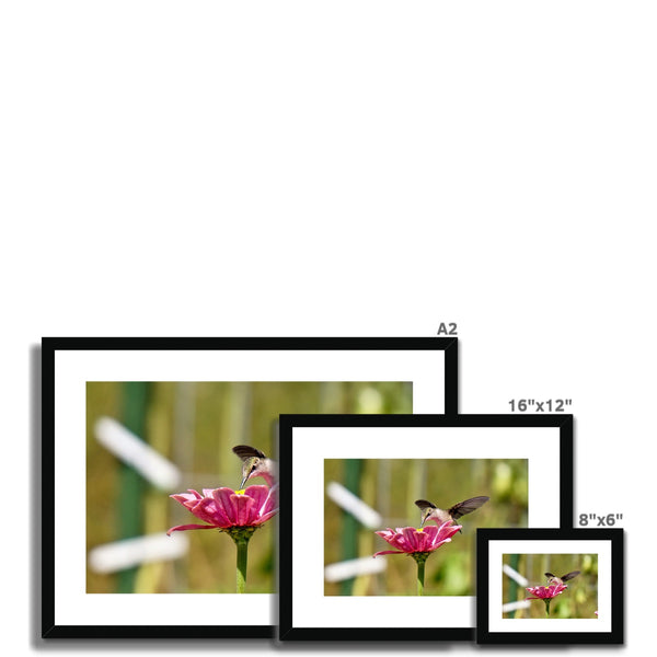 Hummingbird Hug Framed & Mounted Print