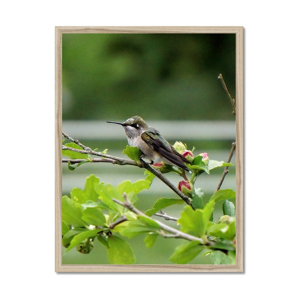 Hummingbird Buds Framed Print