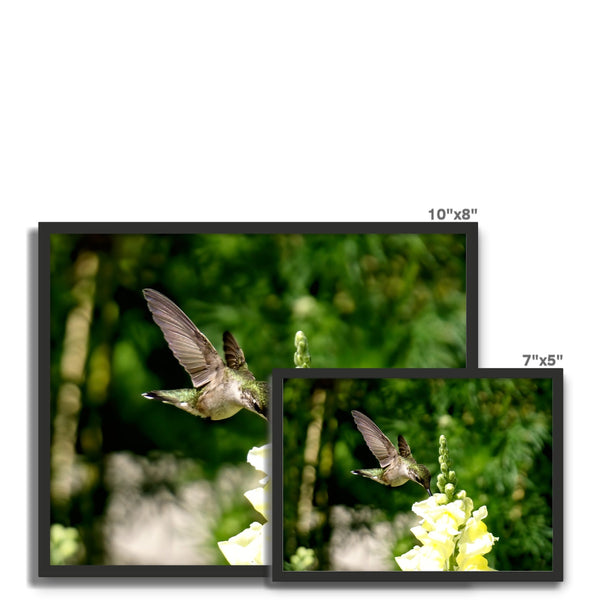 Snappy Light Hummingbirds Framed Photo Tile