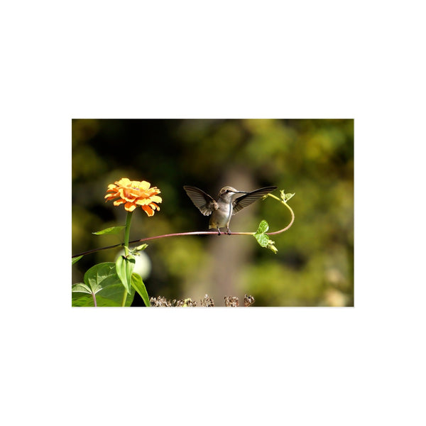 Hummingbird Stretch Temporary Tattoo