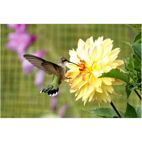 Flower Flame Hummingbird Temporary Tattoo