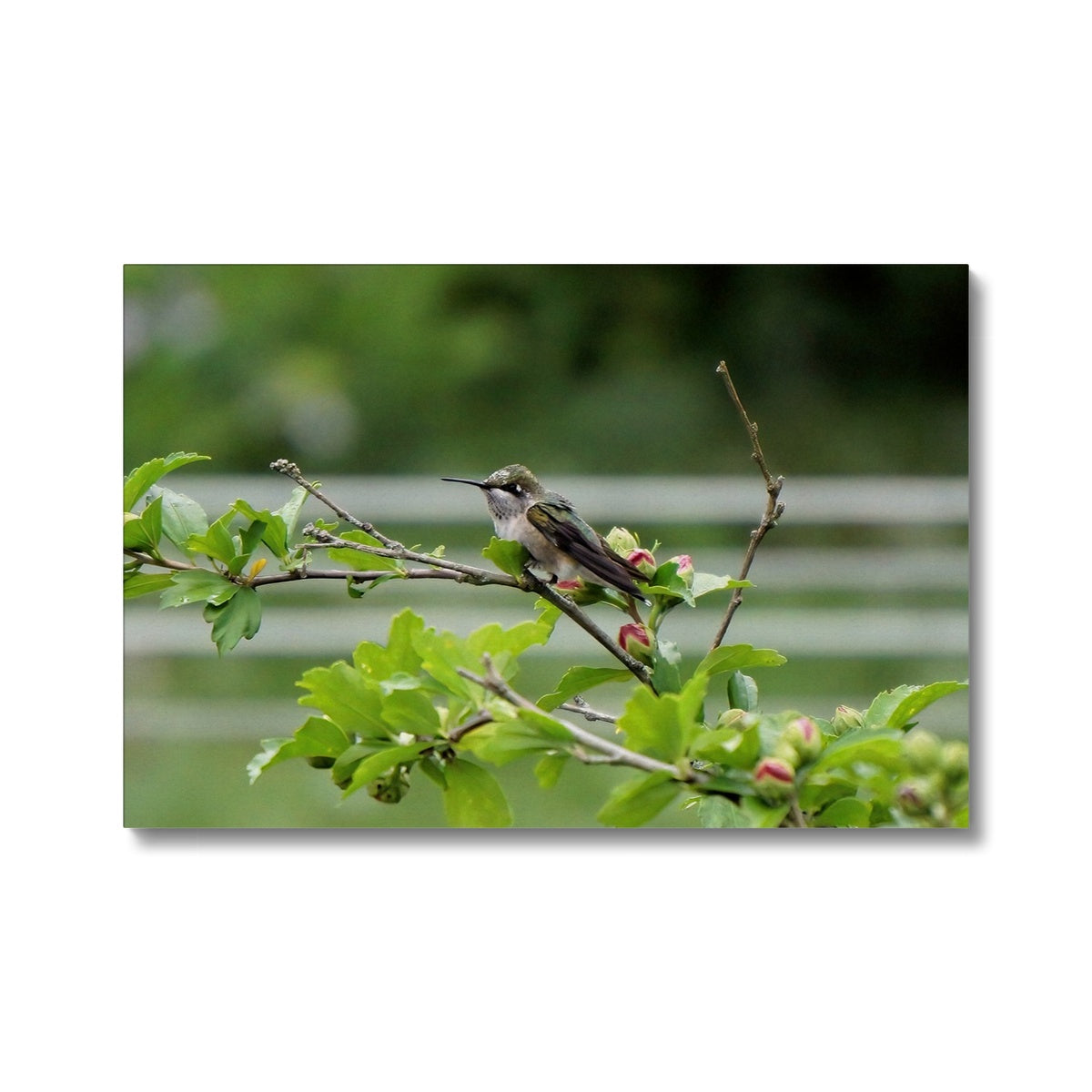 Hummingbird Buds Canvas