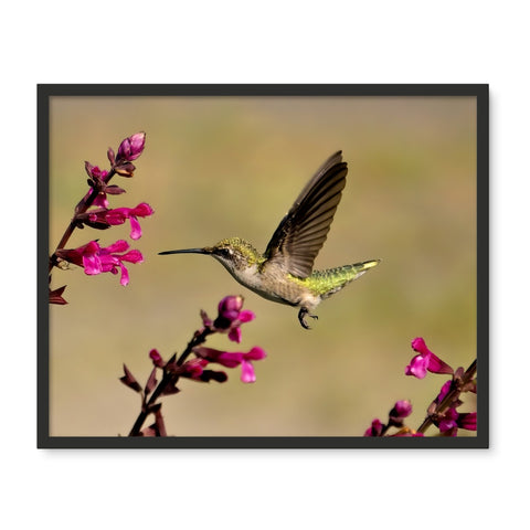 Hummingbird Dart Photography Framed Photo Tile