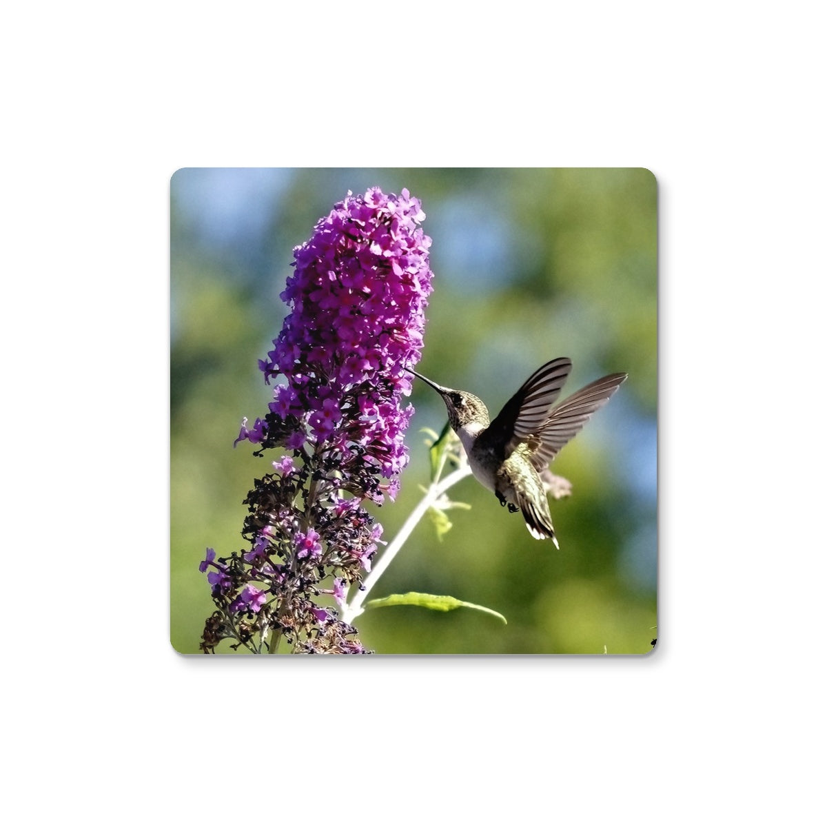 Purple Delight Hummingbird Coaster