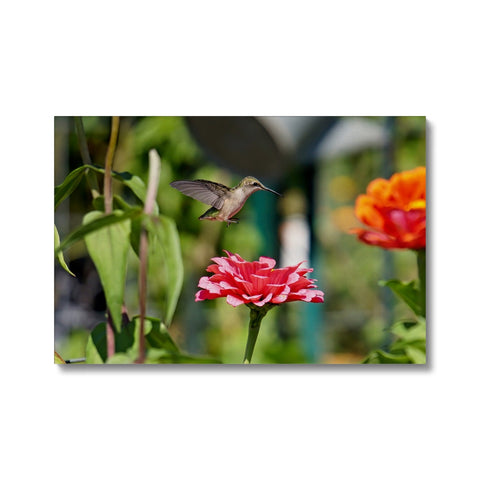 Hummingbird Hop Eco Canvas