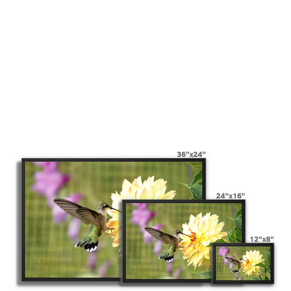 Flower Flame Hummingbird Framed Canvas