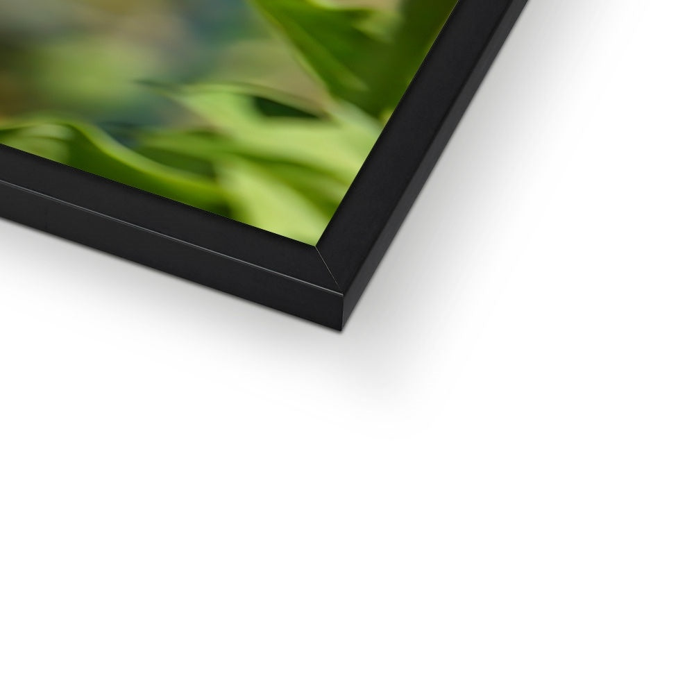 Hummingbird Hop Framed Print