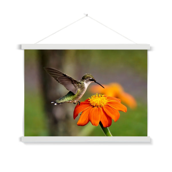Hummingbird Orange Flower Fine Art Print with Hanger